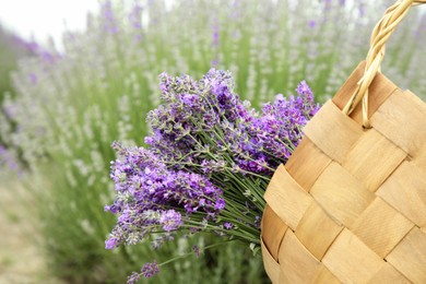 Wicker bag with beautiful lavender flowers in field, closeup
