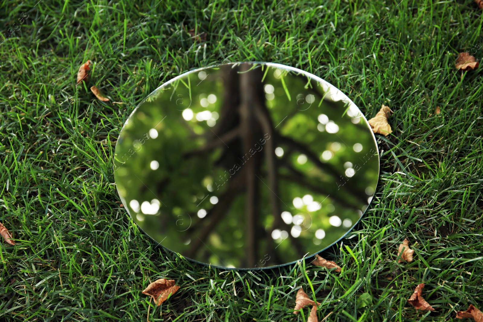 Photo of Round mirror on green grass and fallen leaves reflecting beautiful tree, closeup