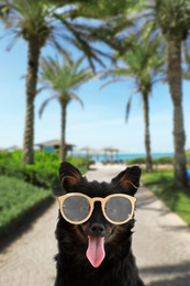 Image of Cute long haired dog with sunglasses on palm alley 