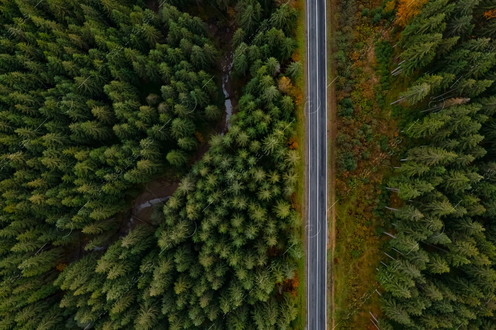 Image of Aerial view of beautiful forest and road on autumn day