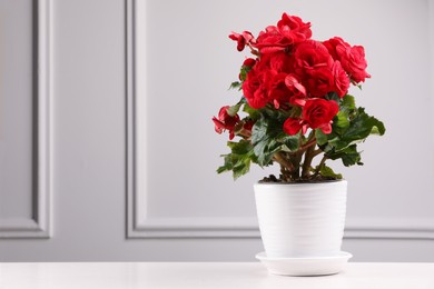 Beautiful begonia flower in pot on white table near light grey wall, space for text