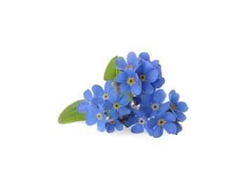 Beautiful blue Forget-me-not flowers isolated on white