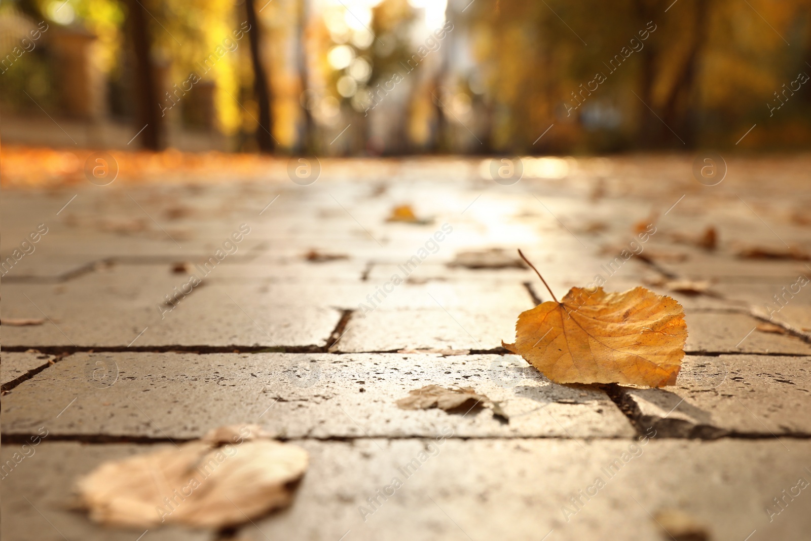 Photo of Dry autumn leaves on paved street in sunny park, closeup