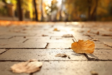 Photo of Dry autumn leaves on paved street in sunny park, closeup