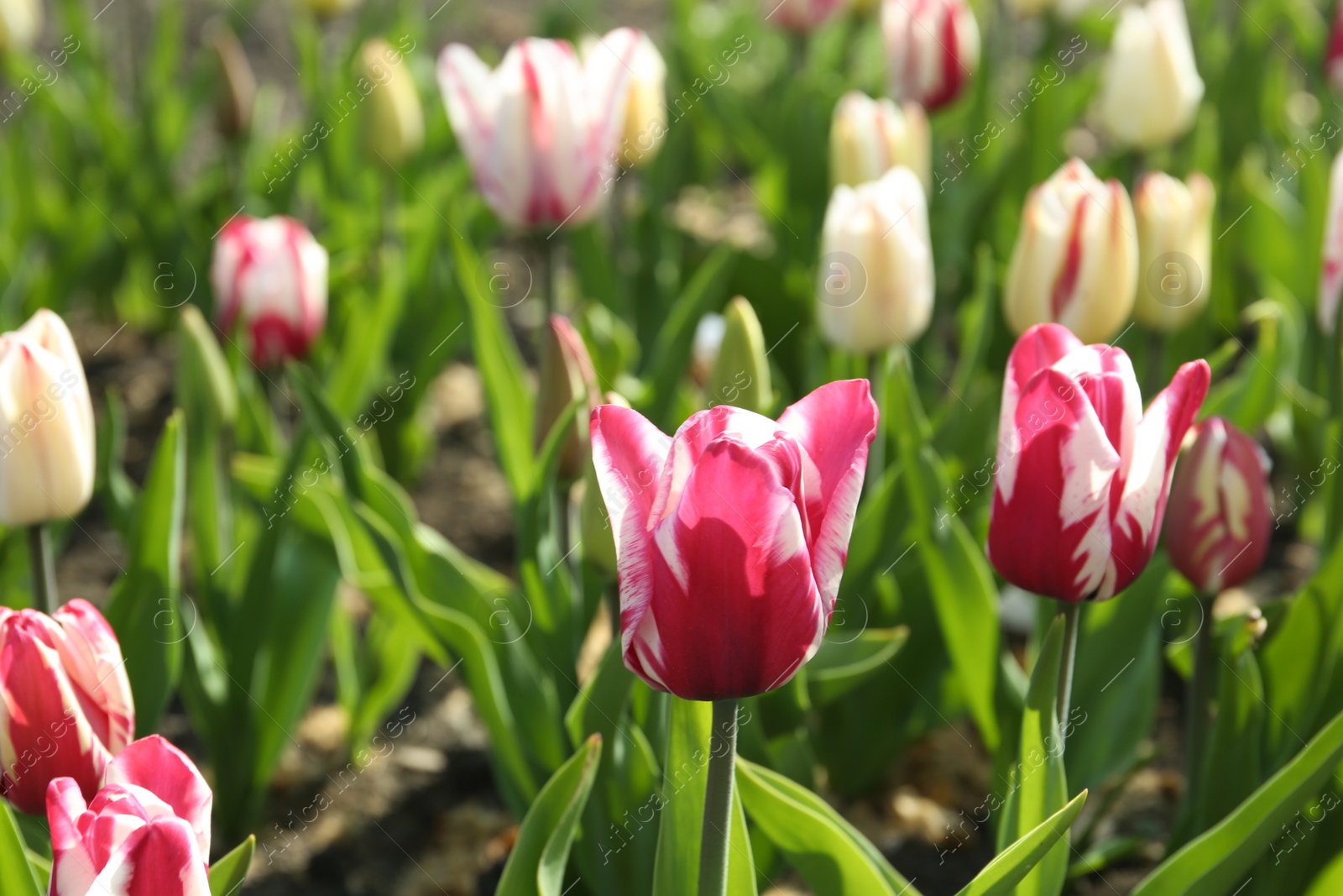 Photo of Beautiful blooming tulips outdoors on sunny day