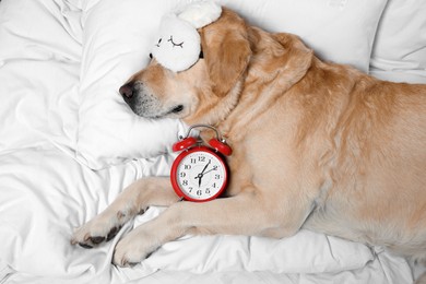 Photo of Cute Labrador Retriever with sleep mask and alarm clock resting on bed, top view