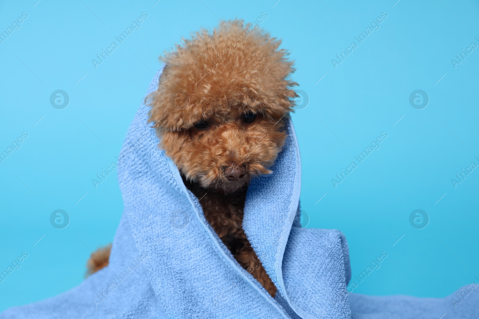 Photo of Cute Maltipoo dog wrapped in towel on light blue background