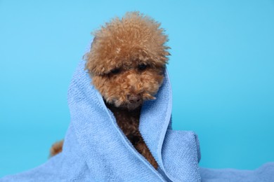 Cute Maltipoo dog wrapped in towel on light blue background