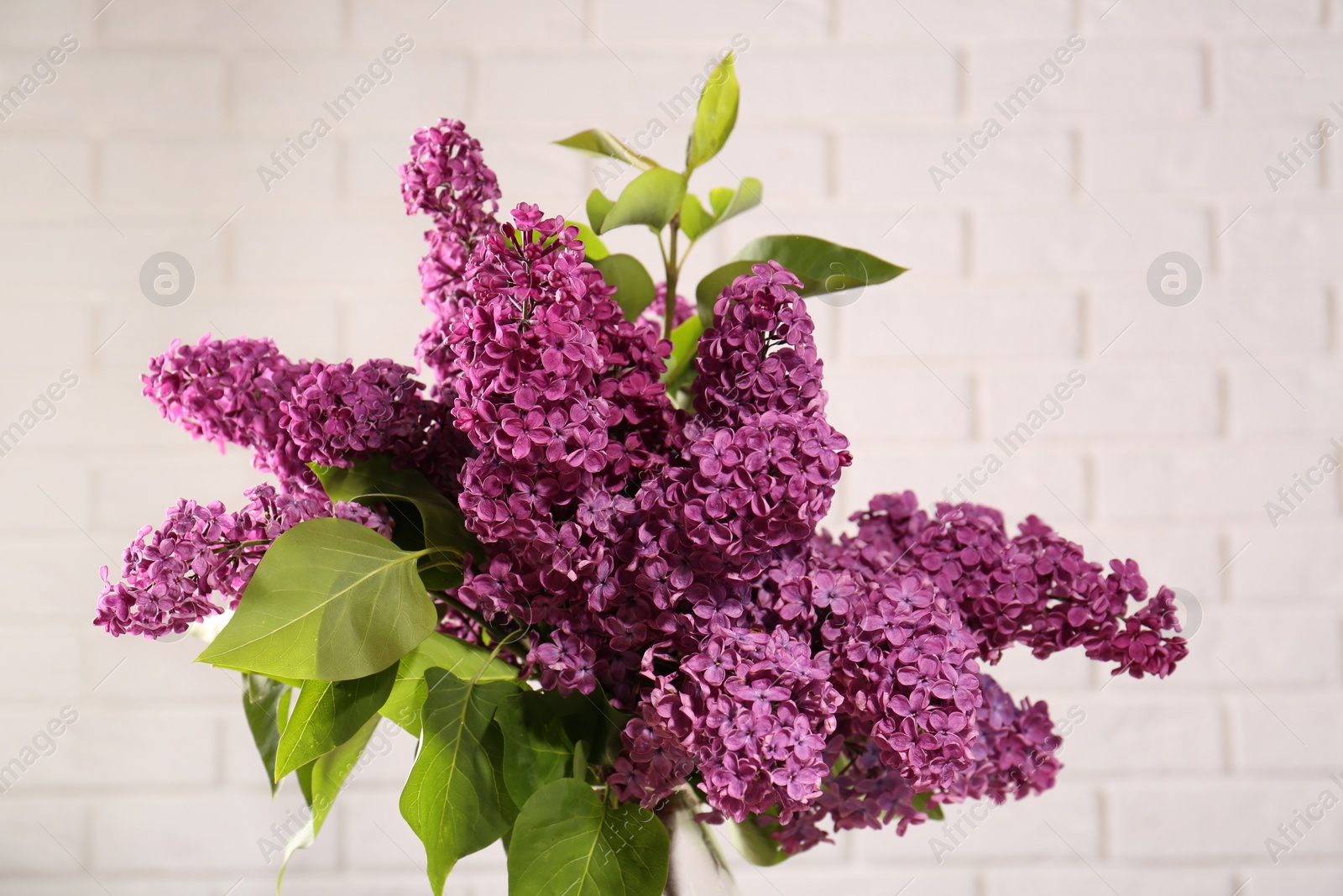 Photo of Beautiful lilac flowers against white tiled wall