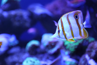 Photo of Beautiful copper banded butterfly fish in clear aquarium water