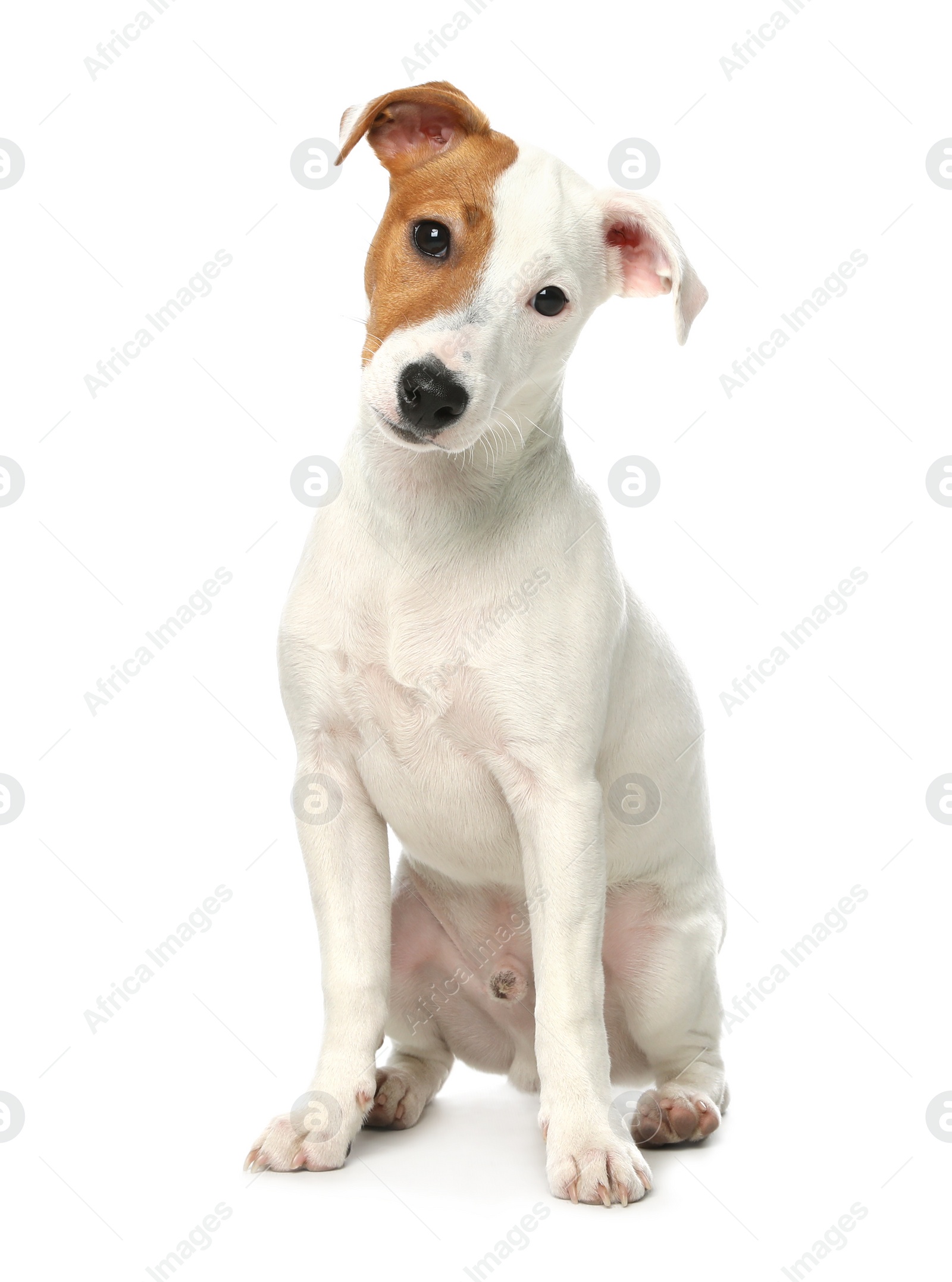 Photo of Cute Jack Russel Terrier on white background. Lovely dog