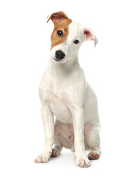 Photo of Cute Jack Russel Terrier on white background. Lovely dog