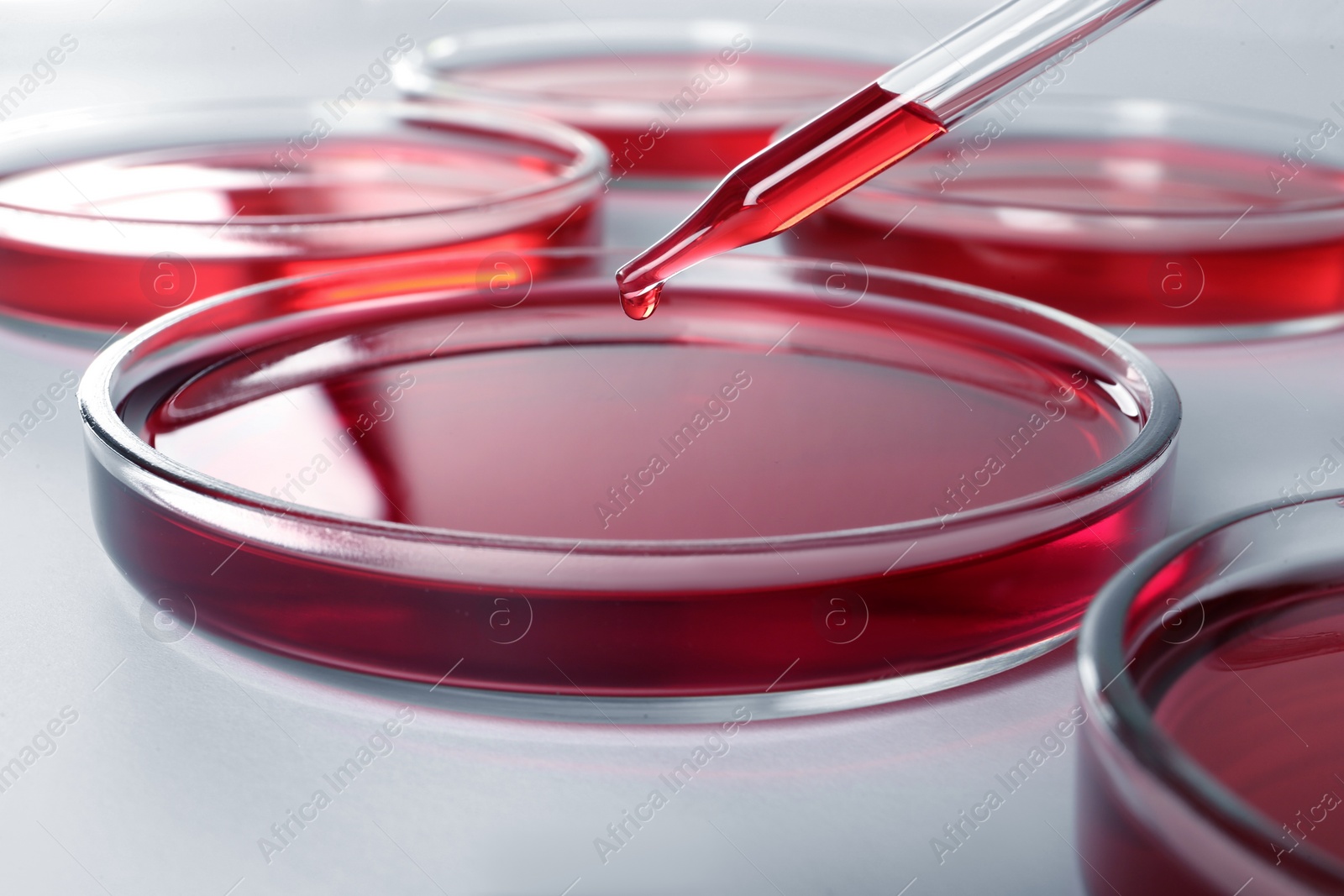 Photo of Dripping red liquid into Petri dish on white background, closeup