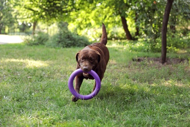 Photo of Cute Chocolate Labrador Retriever dog with toy in summer park