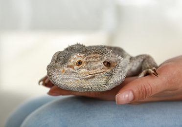 Photo of Young woman with bearded lizard at home, closeup. Exotic pet