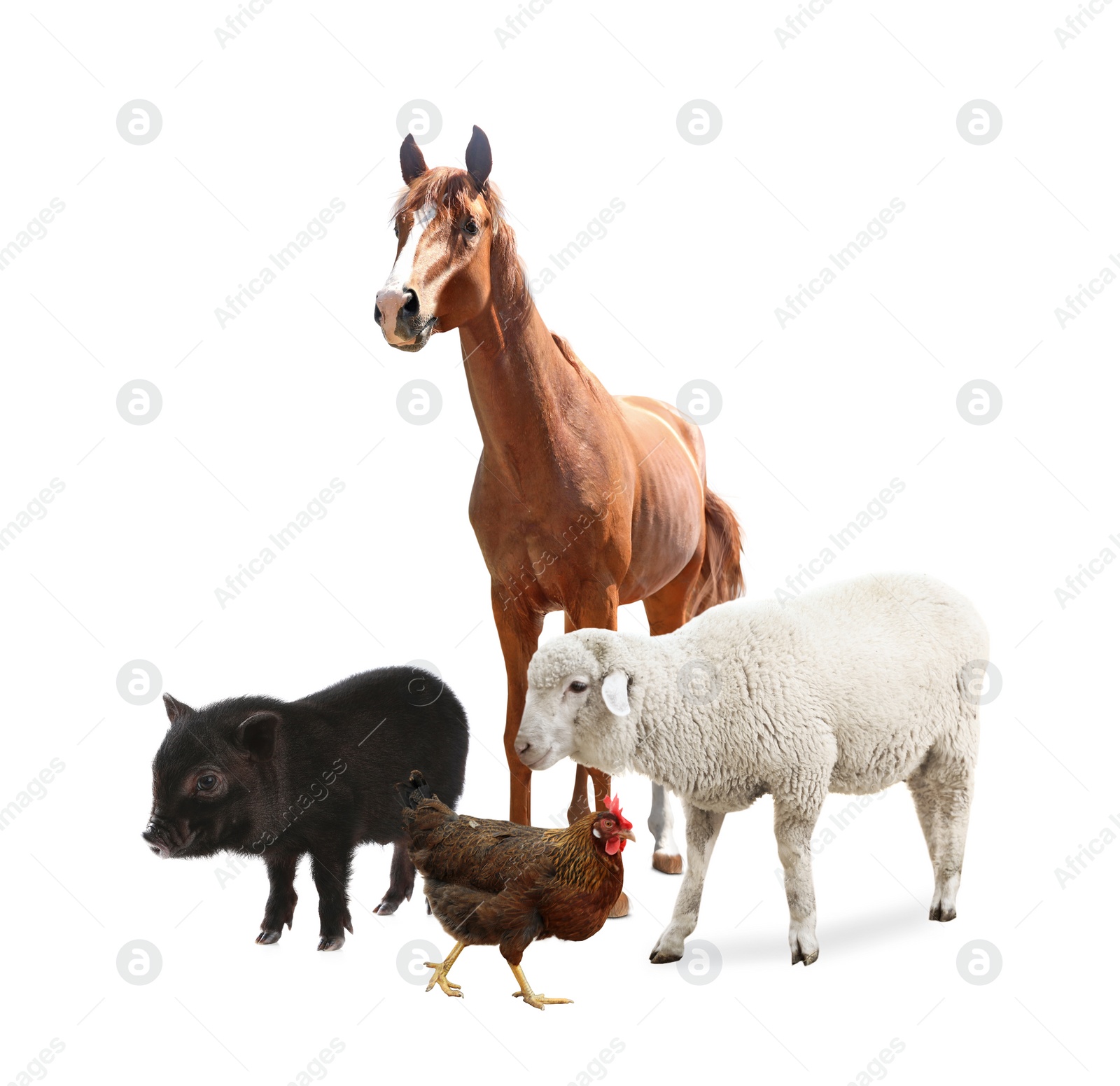 Image of Collage with horse and other pets on white background