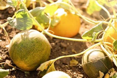 Fresh juicy melons growing in field on sunny day