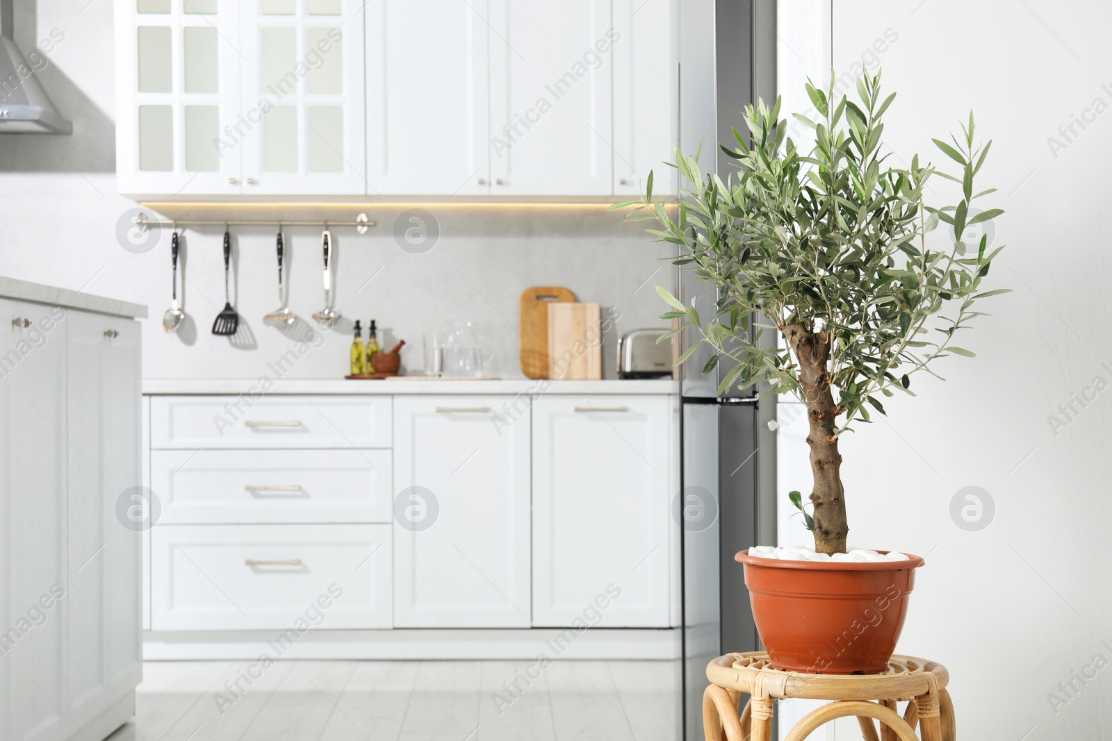 Photo of Beautiful potted olive tree in stylish kitchen