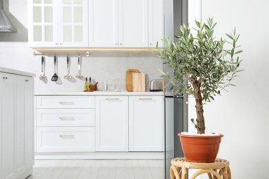 Beautiful potted olive tree in stylish kitchen