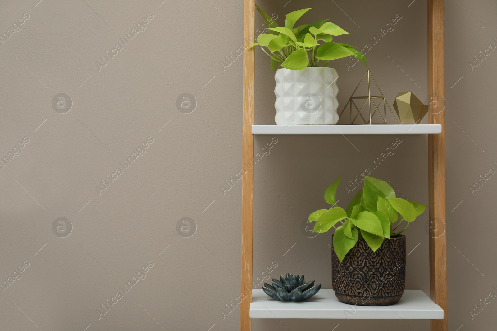 Photo of Beautiful houseplants on shelving unit near beige wall. Space for text