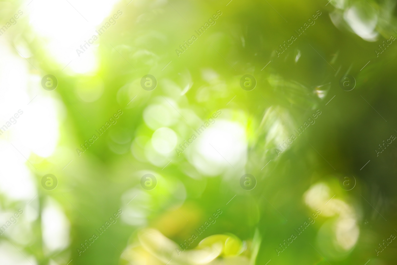 Photo of Abstract nature green background with sun rays, bokeh effect