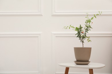 Young potted pomegranate tree on table near white wall indoors, space for text