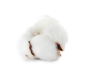 Beautiful fluffy cotton flower isolated on white