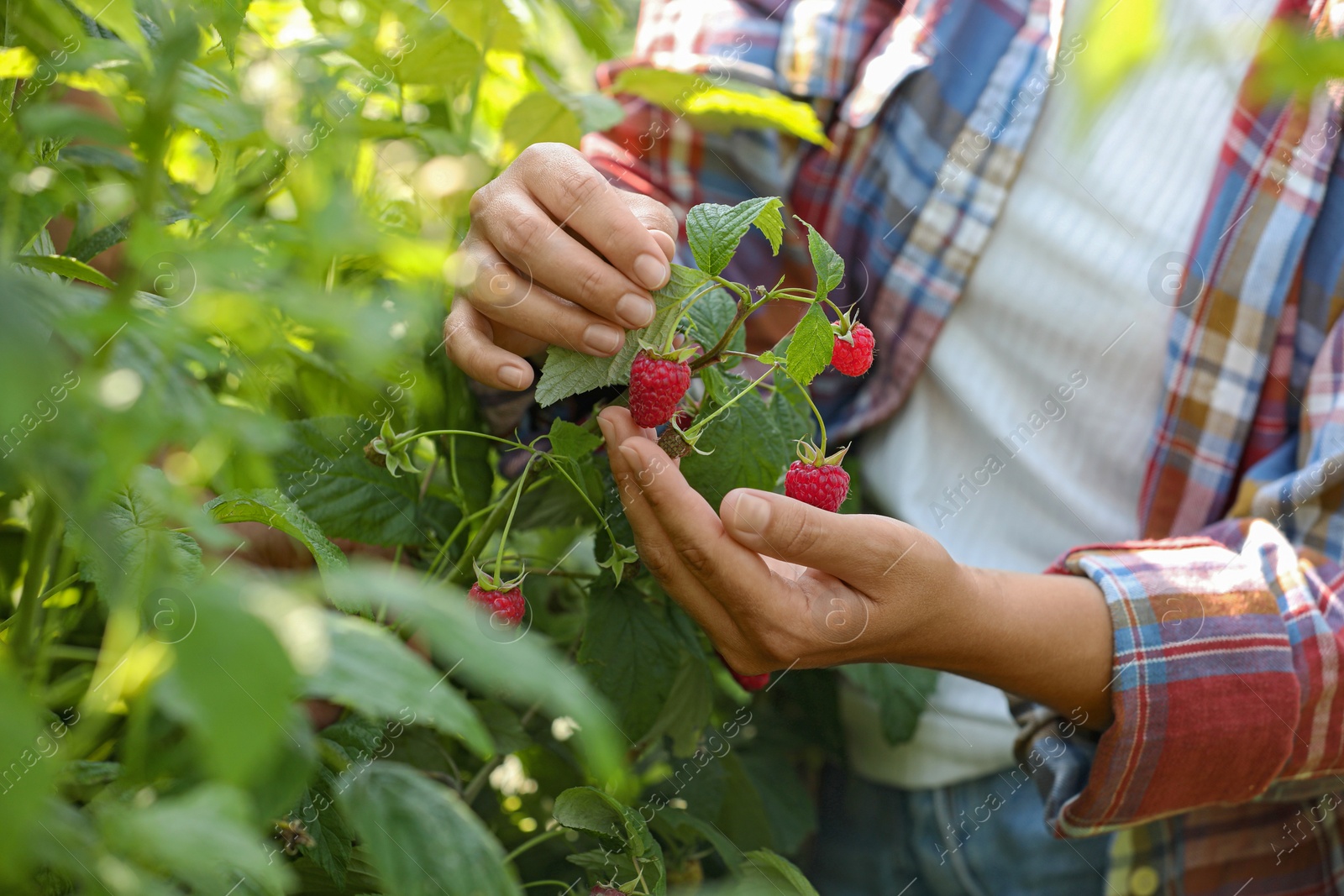 Photo of Woman picking ripe raspberries from bush outdoors, closeup