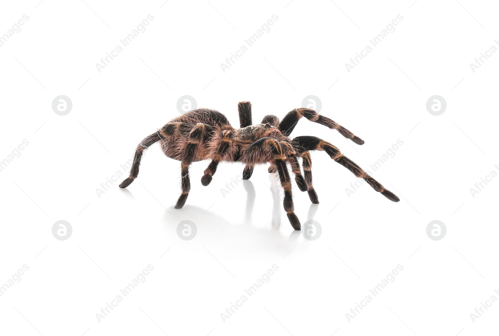 Photo of Striped knee tarantula (Aphonopelma seemanni) isolated on white