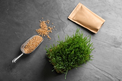 Photo of Flat lay composition with wheat grass, paper bag and grains on grey table