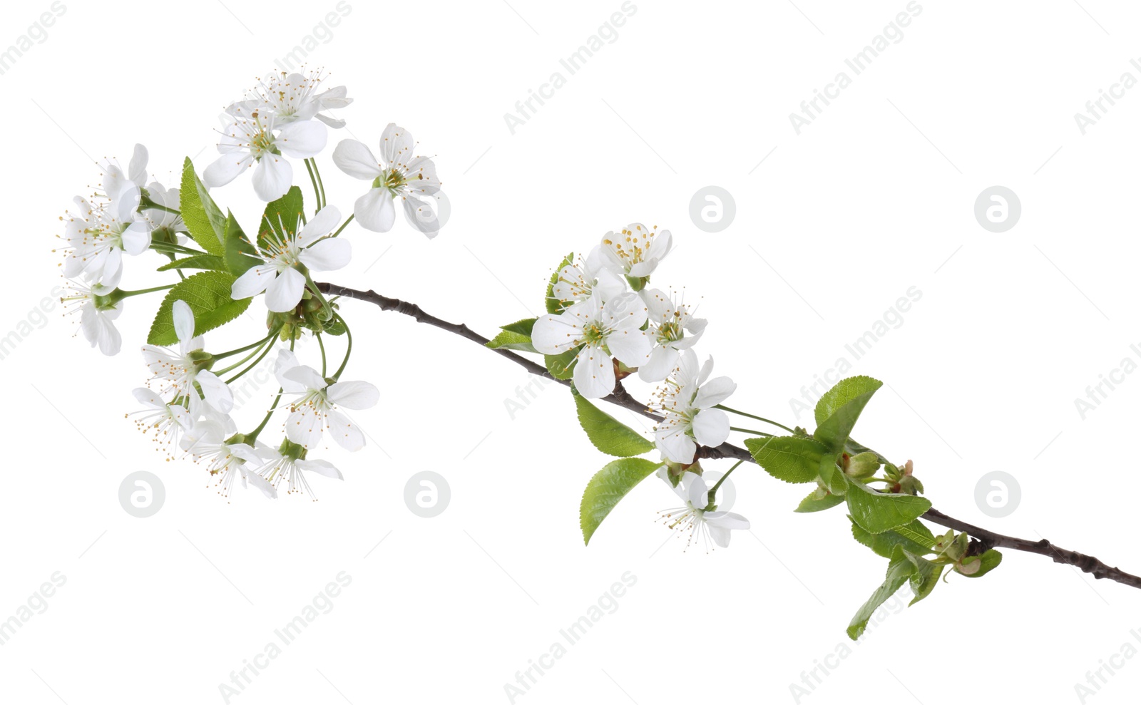 Photo of Spring branch with beautiful blossoms and leaves isolated on white