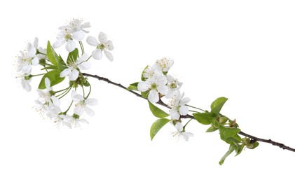 Spring branch with beautiful blossoms and leaves isolated on white