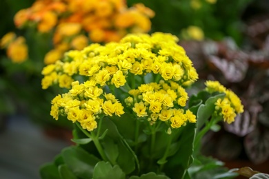 Photo of Beautiful blooming kalanchoe flowers, closeup. Tropical plant