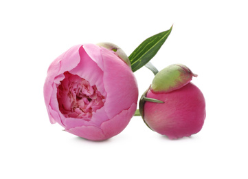 Photo of Beautiful pink peony flowers on white background