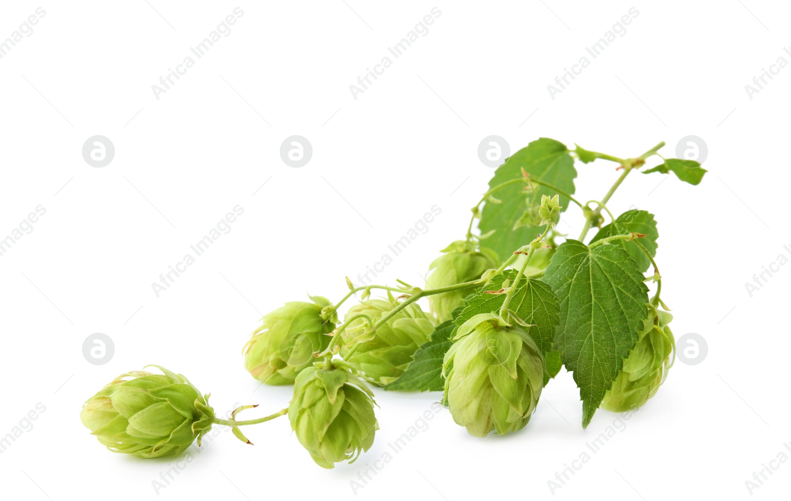 Photo of Fresh green hops on white background. Beer production