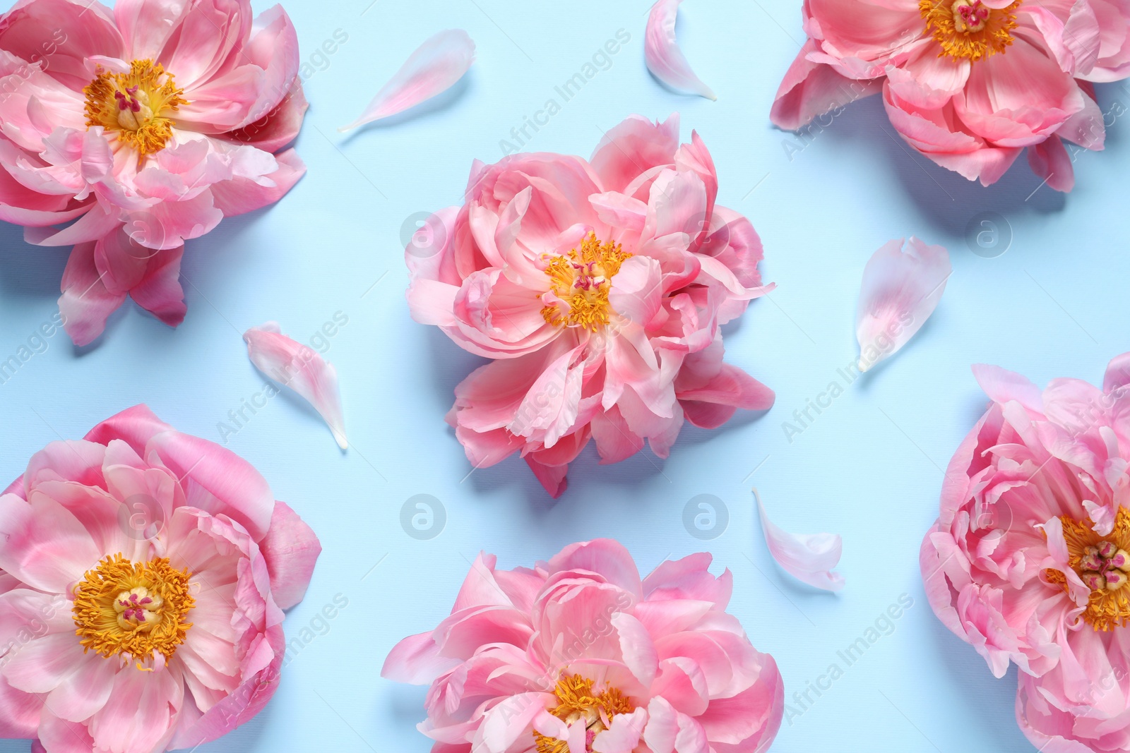 Photo of Flat lay composition with beautiful pink peonies on light turquoise background
