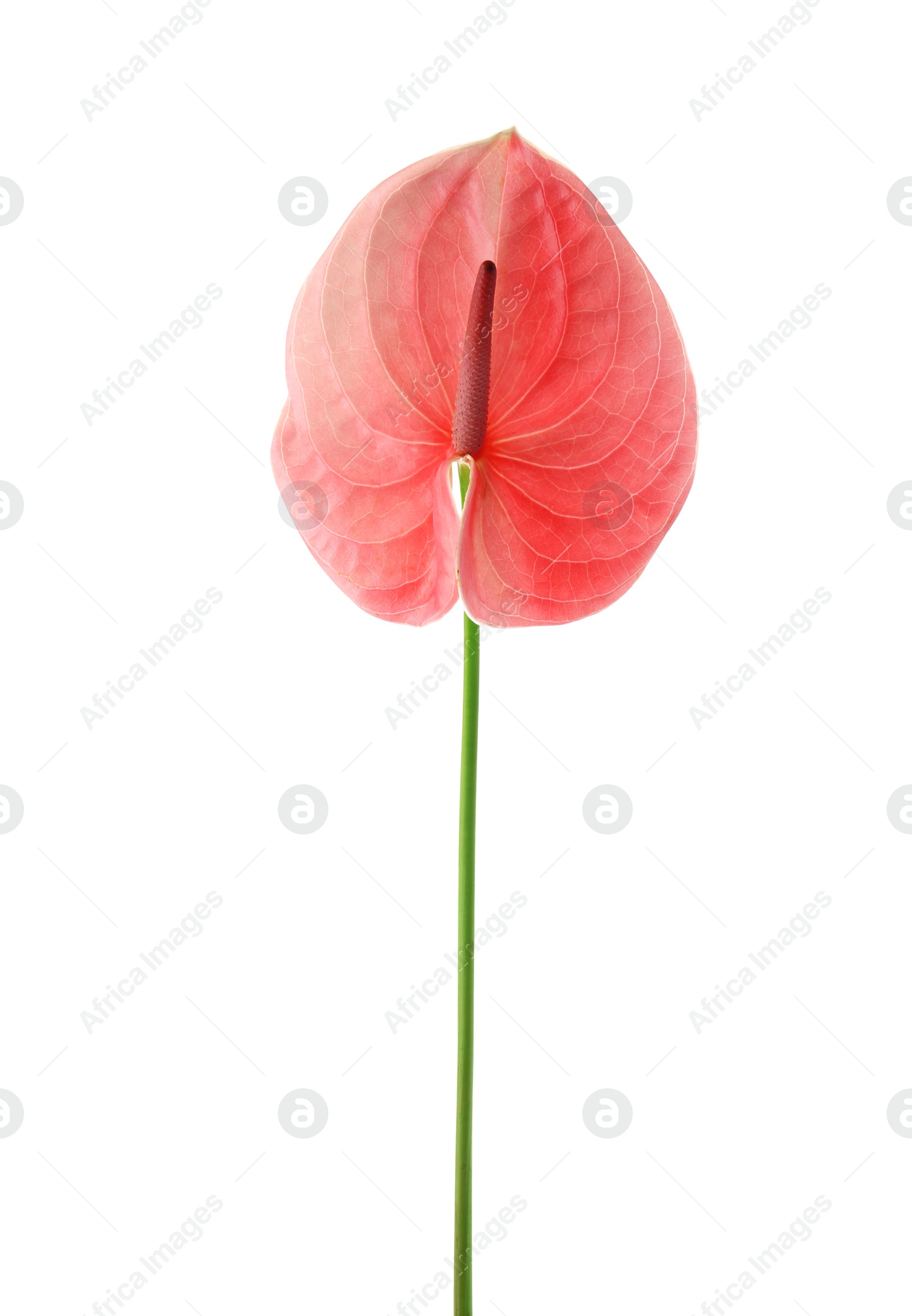 Photo of Beautiful pink anthurium flower on white background. Tropical plant