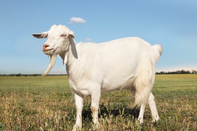 Cute goat on pasture at farm. Animal husbandry