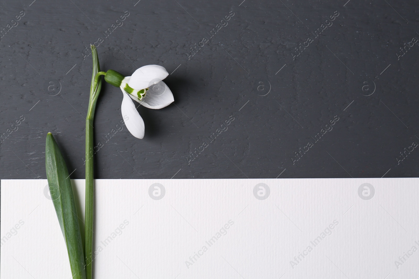 Photo of Beautiful snowdrop flower and paper card on grey background, flat lay. Space for text