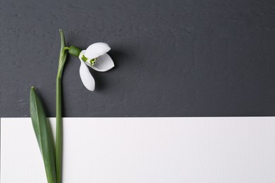 Beautiful snowdrop flower and paper card on grey background, flat lay. Space for text