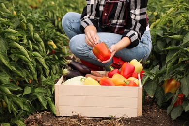 Farmer with bell pepper in field, closeup. Harvesting time