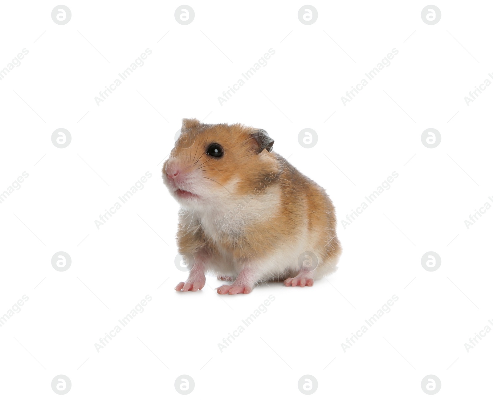 Photo of Adorable Syrian hamster on white background. Small pet