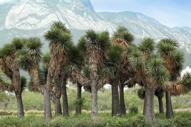 Photo of Many beautiful Joshua trees and majestic mountain landscape on background