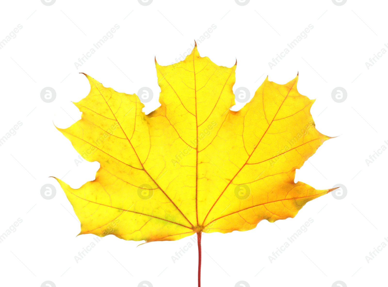 Photo of Beautiful autumn leaf on white background. Fall foliage