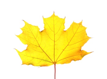 Photo of Beautiful autumn leaf on white background. Fall foliage