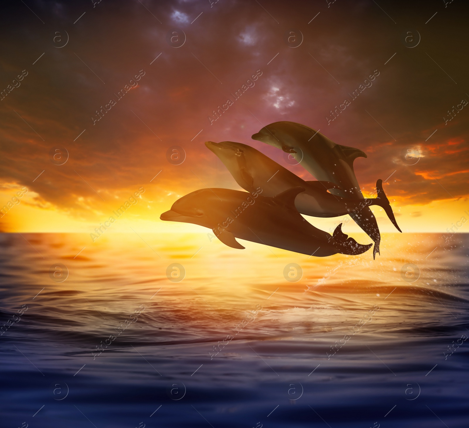 Image of Beautiful bottlenose dolphins jumping out of sea at sunset 