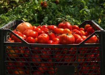 Plastic crate with red ripe tomatoes in garden