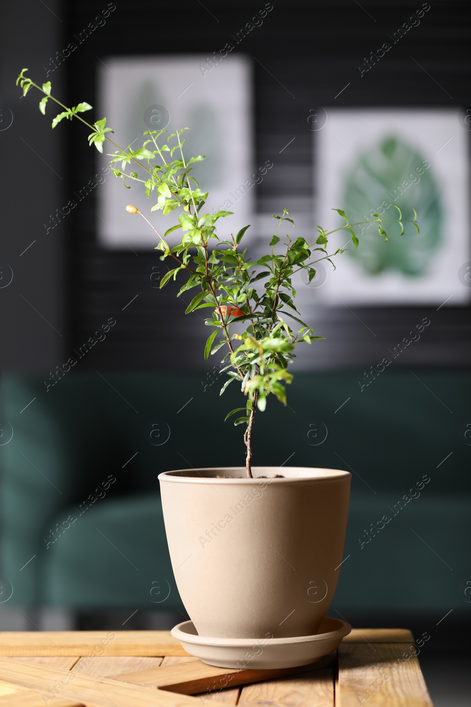 Photo of Potted pomegranate plant with green leaves on table in room