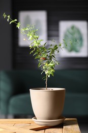 Photo of Potted pomegranate plant with green leaves on table in room