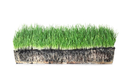 Photo of Vivid green grass in soil on white background